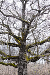 Tree And Branches Covered In Green Moss