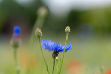Blue cornflower with young buds on a green background.