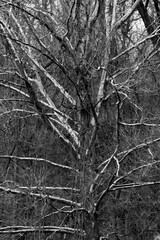 Black And White Tree Abstract