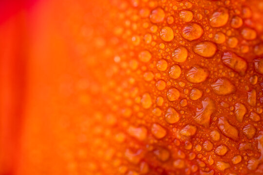 Water Drops On Hibiscus Flower Petals Macro Shot