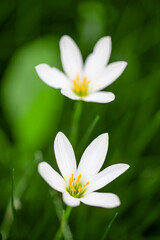Beautiful white flower in bloom at garden