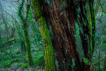 Chestsnut forest, Arrikrutz cave, Oñati, Gipuzkoa, The Basque Country, Spain, Europe