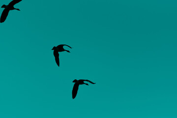 Silhouette Of Geese Against The Sky