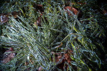 Naklejka na ściany i meble green grass covered with ice icicles from frozen water in winter