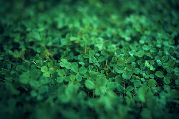 Background of green clover leaves, with artistically blurred background