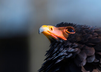 Bateleur (Terathopius ecaudatus)