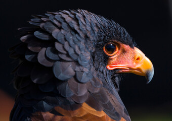 Bateleur (Terathopius ecaudatus)