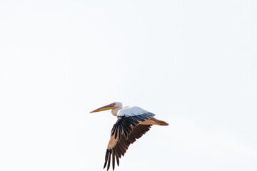 White Pelican flying in the blue sky on an early autumn morning near Zikhron Ya'akov, Israel.
