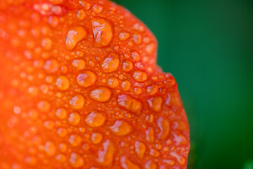 Water drops on Hibiscus flower petals macro shot