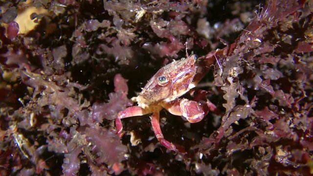 Biocoenosis of red alga phyllophora (Phyllophora crispa): swimming crab lives among the alga has camouflage coloring.