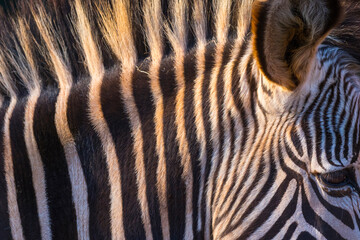 Fototapeta na wymiar Grévy's zebra (Equus grevyi)