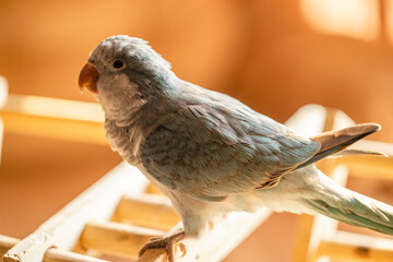 Monk parakeet play time at home