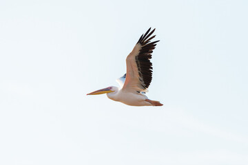 Fototapeta na wymiar White Pelican flying in the blue sky on an early autumn morning near Zikhron Ya'akov, Israel.