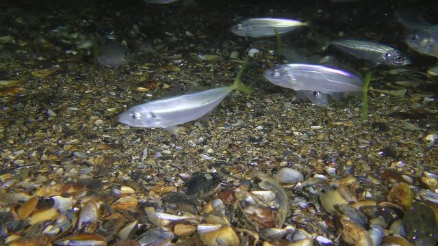 A flock of commercial fish horse mackerel (Trachurus trachurus) swims near the bottom in search of food.