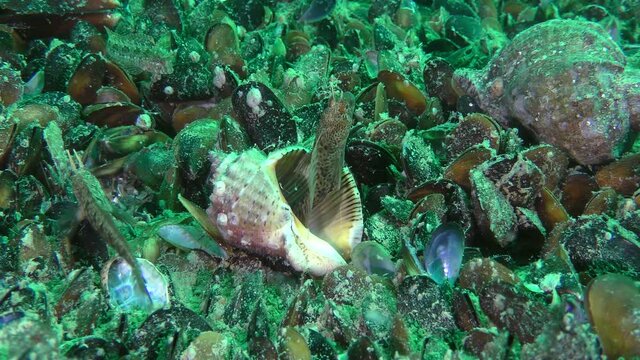 Two males Tentacled blenny (Parablennius tentacularis) fight for an empty shell Veined Rapa Whelk (Rapana venosa).