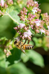 Closeup of honey bee (Apis mellifera) on oregano flowers (Origanum vulgare)
