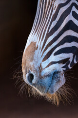 Grévy's zebra (Equus grevyi)