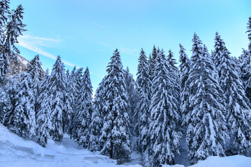 alberi neve inverno freddo alaska innevato gelo nevicata fiocchi di neve tanta neve 