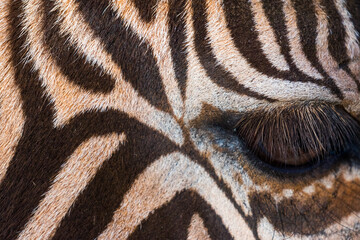 Gr&eacute;vy's zebra (Equus grevyi)