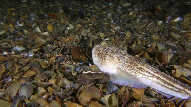 Sea fish Atlantic stargazer (Uranoscopus scaber) lies on the seabed, the crab scares it and fish floats away.