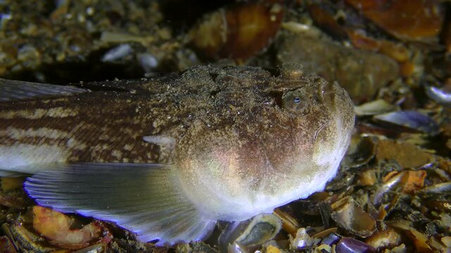 Sea fish Atlantic stargazer (Uranoscopus scaber) lures prey with a worm-like tongue movement, close-up.