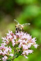 Closeup of Common Drone Fly (Eristalis tenax) on oregano flowers (Origanum vulgare)
