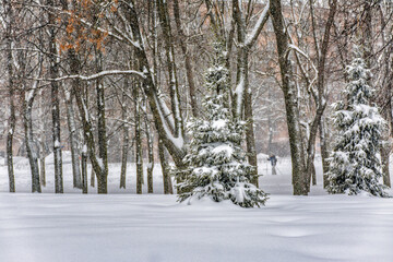 Fototapeta premium A snowstorm in the Kurakina Dacha park .
