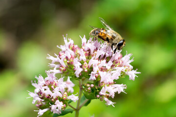 Closeup of Common Drone Fly (Eristalis tenax) on oregano flowers (Origanum vulgare)