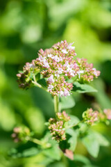 Closeup of oregano flowers (Origanum vulgare)