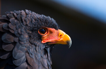 Bateleur (Terathopius ecaudatus)