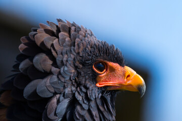 Bateleur (Terathopius ecaudatus)