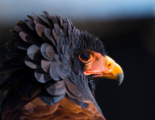 Bateleur (Terathopius ecaudatus)