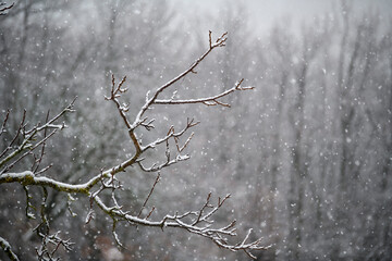 FREDDO INVERNO
