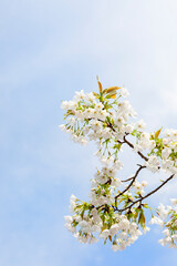 The cherry blossoms planted next to my workplace have begun to bloom.
