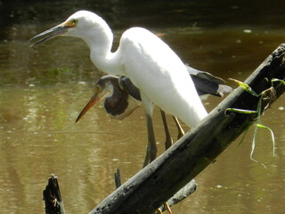 Uneasy Truce two egret on the hunt
