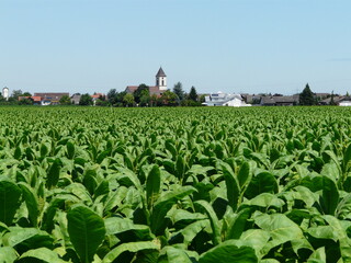 Fototapeta na wymiar Tabakfelder mit Panorama und St.-Nikolaus-Kirche von Neuried-Ichenheim im Hintergrund