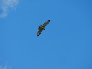 A hawk soars and glides above in the blue sky and on the hunt 