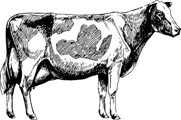 cow Holstein breed, vector graphic illustration
