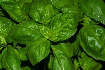 Fresh and green basil leaves with water drops on the black background.