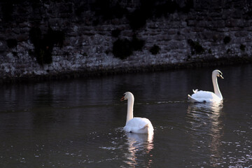 Two swans on the lake