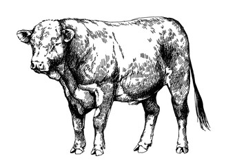 hereford bull, graphic illustration