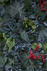 Background from branches of spruce, pine and red berries. Christmas background, vertical orientation