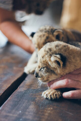 Cute little baby lion cubs in petting zoo. Beautiful furry small lion babies in volunteer's hands. Save the wildlife.