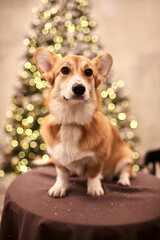 Adorable Puppy Welsh Corgi Pembroke celebrating Happy New Year and Merry Christmas
