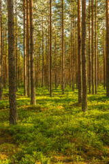 Beautiful and lush green pine forest in summer sunlight