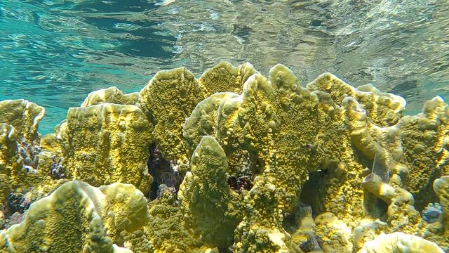 Close-up of Fire coral on the water surface background. Details of the Blade Fire coral (Millepora complanata). Natural underwater background. 