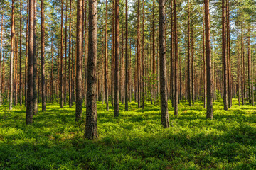 Beautiful and well-cared pine forest in Sweden., with sunlight shining through the canopies