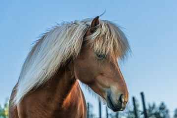 Close up portrait of a beautiful chestnut colored Icelandic horse with white mane, against a blue sky in evening sunlight