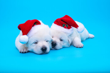 christmas puppies on isolated background