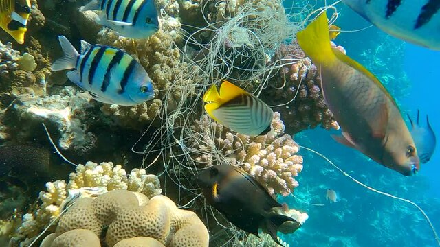 Skein of fishing line hanging from coral. Lost fishing line hang underwater on the coral reef. Problem of ghost gear - any fishing gear that has been abandoned, lost or otherwise discarded